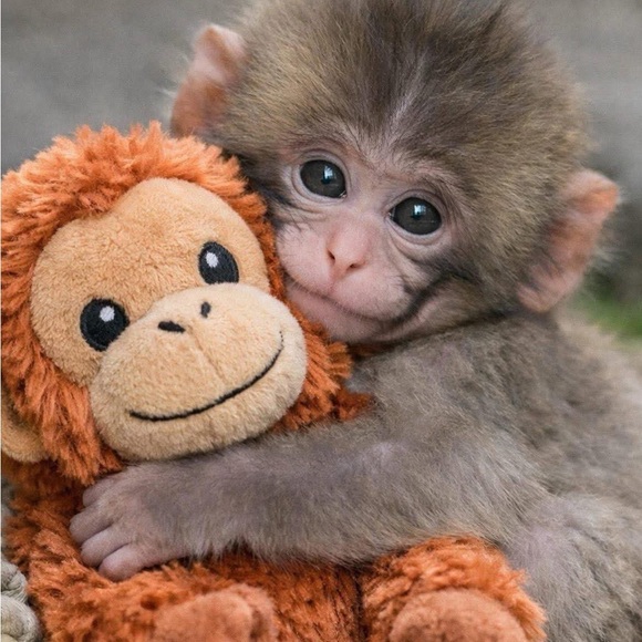 Punch Monkey - Picture 2 of 3